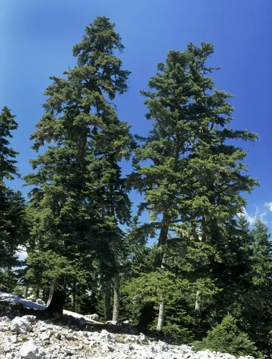 Framed Print : Greek Fir Tree - at high altitude on Mount Parnassus - Greece Framed Print : Greek Fir Tree - at high altitude on Mount Parnassus - Greece