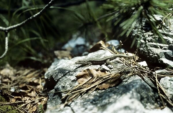 Greek Rock Lizard