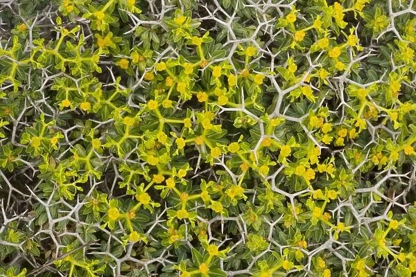 Greek spiny spurge (Euphorbia acanthothamnos), Crete