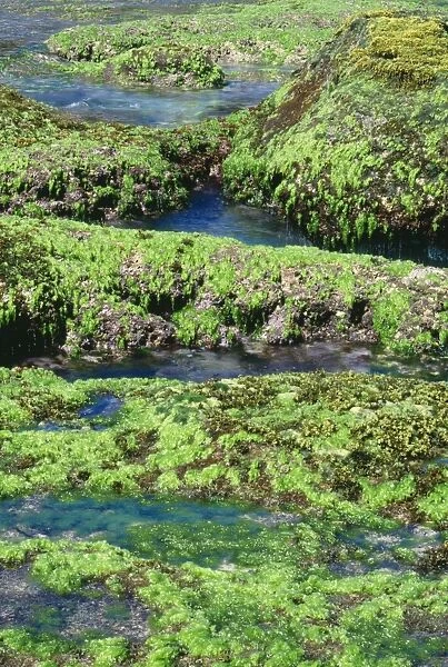 Green Algae  /  Sea Lettuce JPF 9568 On rocky shore exposed at low tide. Christmas Island, Indian Ocean. Ulva sp. © Jean-Paul Ferrero  /  ardea. com