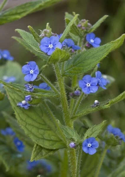 Green alkanet. Naturalised in UK, from S. Europe