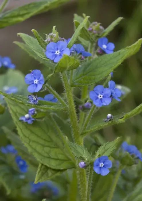Framed Print : Green alkanet. Naturalised in UK, from S. Europe Framed Print : Green alkanet. Naturalised in UK, from S. Europe
