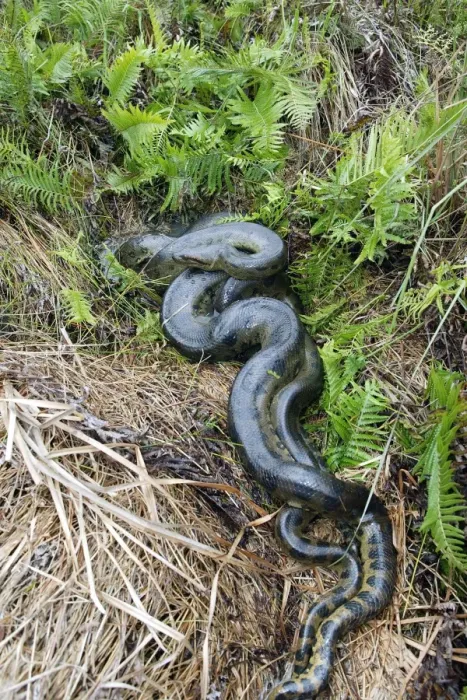 Framed Print : Green Anaconda - mating, with 3 males, not all visible Llanos, Venezuela