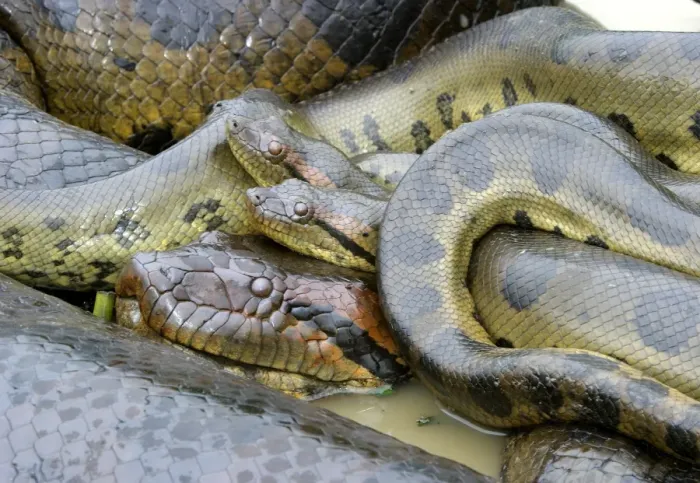 Framed Print : Green Anaconda - mating, with 3 males, not all visible Llanos, Venezuela Framed Print : Green Anaconda - mating, with 3 males, not all visible Llanos, Venezuela