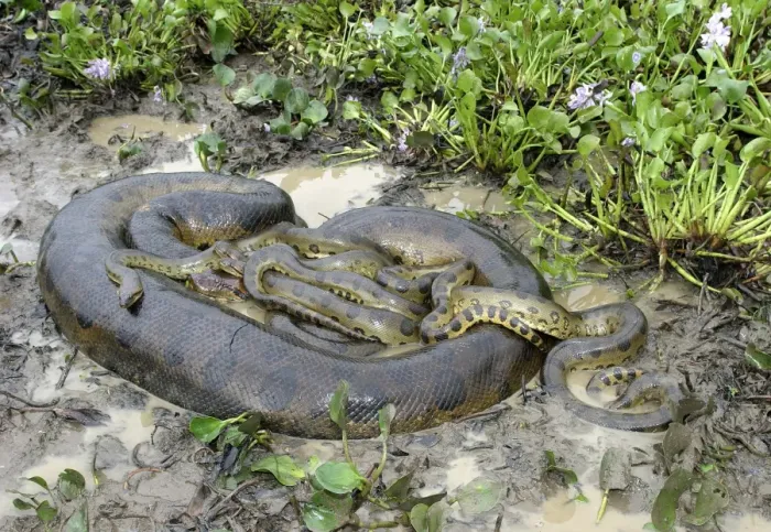 Framed Print : Green Anaconda - mating, with 3 males, not all visible Llanos, Venezuela Framed Print : Green Anaconda - mating, with 3 males, not all visible Llanos, Venezuela