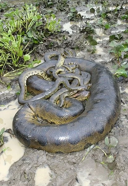 Green Anaconda - mating, with 3 males Llanos, Venezuela