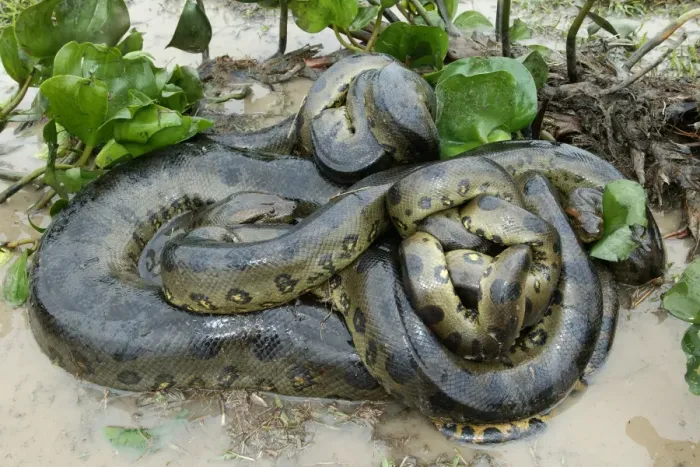Framed Print : Green Anaconda - mating, with 3 males Llanos, Venezuela Framed Print : Green Anaconda - mating, with 3 males Llanos, Venezuela