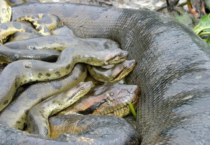Framed Print : Green Anaconda - mating, with 3 males Llanos, Venezuela Framed Print : Green Anaconda - mating, with 3 males Llanos, Venezuela
