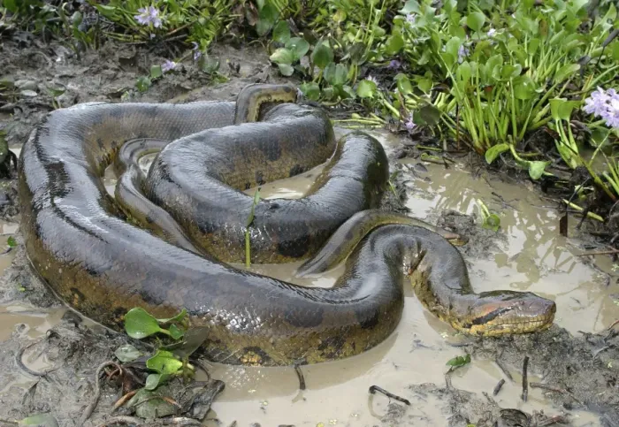 Framed Print : Green Anaconda - mating, with 3 males Llanos, Venezuela Framed Print : Green Anaconda - mating, with 3 males Llanos, Venezuela