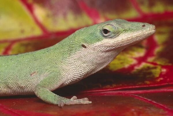 Green Anole - on red leaves South East USA