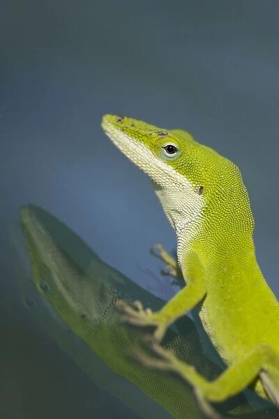 Green Anole - with reflection - Red Corral Ranch - Texas