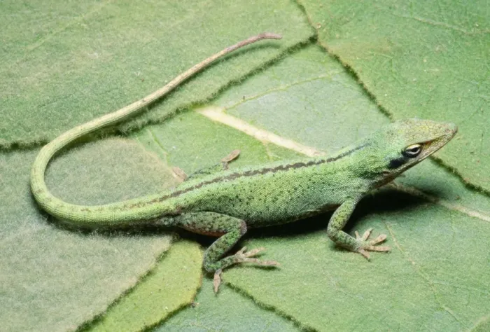 Framed Print : Green Anole South East USA Framed Print : Green Anole South East USA