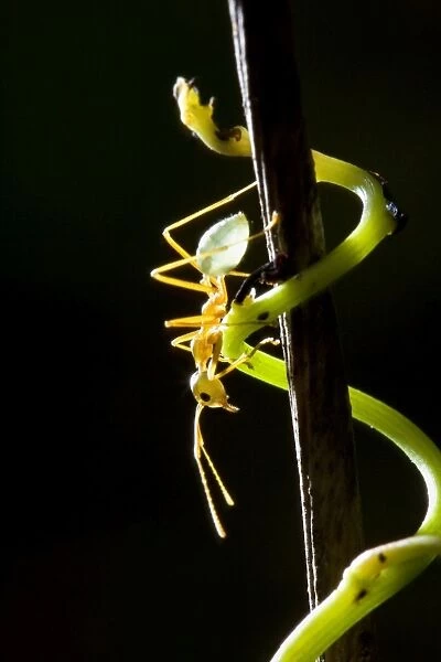 Green Ant - single green ant scurring down a small stick. Because of the strong counterlight, the ant's translucent light green body lights up brightly - Paluma Range National Park, Queensland, Wet Tropics World Heritage Area, Australia
