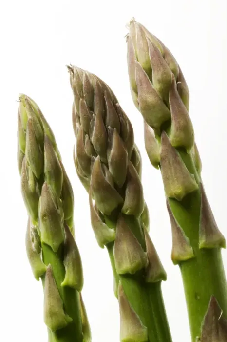 Framed Print : Green Asparagus Framed Print : Green Asparagus