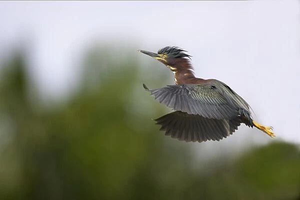 Green-backed Heron - In flight Everglades National Park, Florida, USA BI000687