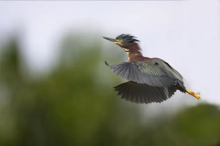 Framed Print : Green-backed Heron - In flight Everglades National Park, Florida, USA BI000687 Framed Print : Green-backed Heron - In flight Everglades National Park, Florida, USA BI000687
