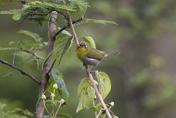 Green-backed White-eye Endemic to New Caledonia, Island of Pines and Mare Island in the Loyalty Group. On a small island off the coast of New Caledonia