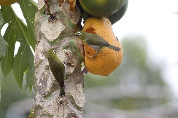 Green-backed White-eyes feeding on pawpaw Endemic to New Caledonia, Island of Pines and Mare Island in the Loyalty Group. Feeding on pawpapw on the Island of Pines (Ile des Pins)