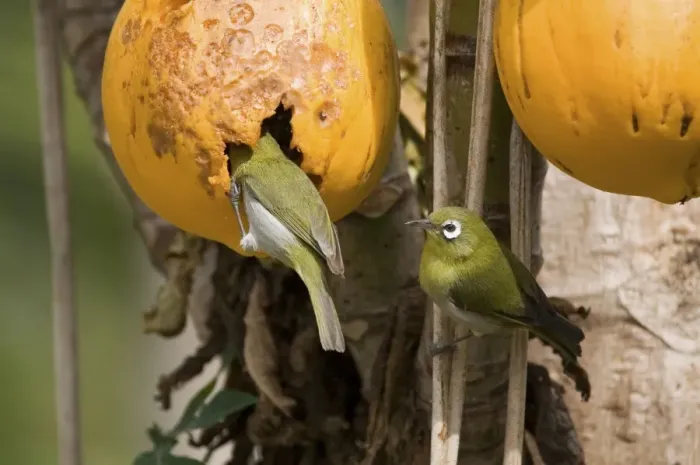 Framed Print : Green-backed White-eyes feeding on pawpaw Endemic to New Caledonia, Island of Pines and Mare Island in the Loyalty Group. Feeding on pawpapw on the Island of Pines (Ile des Pins) Framed Print : Green-backed White-eyes feeding on pawpaw Endemic to New Caledonia, Island of Pines and Mare Island in the Loyalty Group. Feeding on pawpapw on the Island of Pines (Ile des Pins)