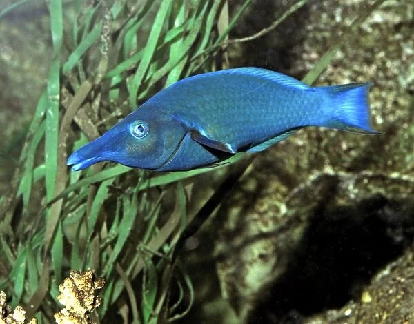 Green Birdmouth Wrasse, Indo-Pacific reefs. Changes sex as it grows older