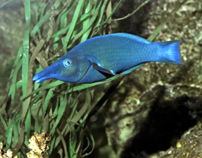 Framed Print : Green Birdmouth Wrasse, Indo-Pacific reefs. Changes sex as it grows older Framed Print : Green Birdmouth Wrasse, Indo-Pacific reefs. Changes sex as it grows older