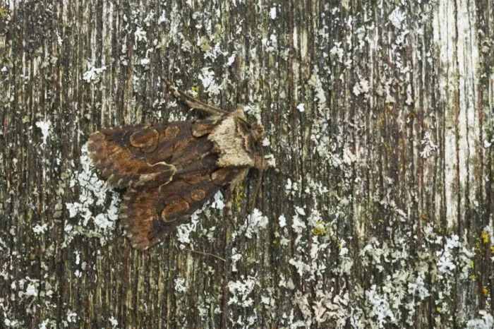 Framed Print : Green-brindled Crescent Moth Allophyes oxyacanthae Essex, UK IN000607 Framed Print : Green-brindled Crescent Moth Allophyes oxyacanthae Essex, UK IN000607