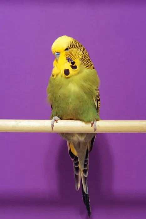 Framed Print : Green Budgerigar AP 1628 On perch © Dennis Avon / ARDEA LONDON Framed Print : Green Budgerigar AP 1628 On perch © Dennis Avon / ARDEA LONDON