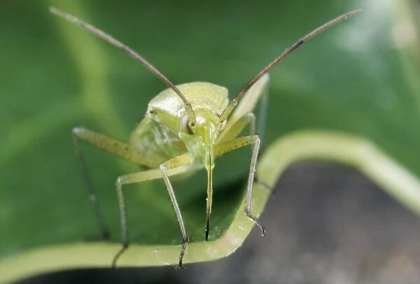 Green Capsid Bug - note long proboscis UK