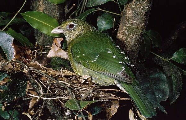 Green Catbird - at nest
