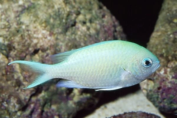 Green Chromis  /  Damselfish  /  Puller - reefs - Red Sea - Indonesia