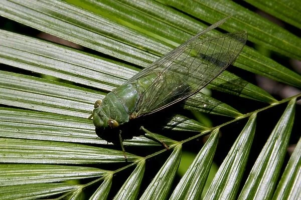 Green Cicada, which active around dusk, in daytime hides in vegetation in undergrowth of rainforest; typical in Tioman Island, 30 km east off peninsula Malaysia in South China Sea; June. Ma39. 3757