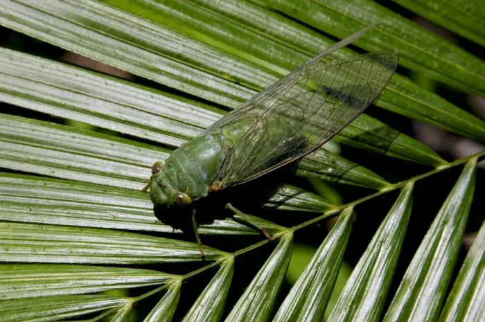 Framed Print : Green Cicada, which active around dusk, in daytime hides in vegetation in undergrowth of rainforest; typical in Tioman Island, 30 km east off peninsula Malaysia in South China Sea; June. Ma39. 3757 Framed Print : Green Cicada, which active around dusk, in daytime hides in vegetation in undergrowth of rainforest; typical in Tioman Island, 30 km east off peninsula Malaysia in South China Sea; June. Ma39. 3757