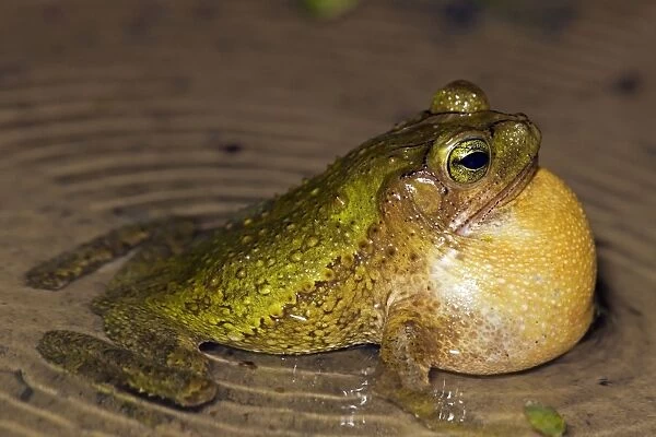 Green Climbing Toad - Costa Rica - Tropical rain forest - male calling to attract females