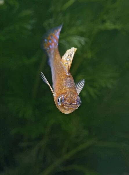 Green copper molly – front view male - tropical freshwater - variant 002696