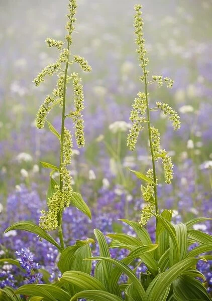 Green Corn Lily  /  Green False Hellebore - Mount Rainier National Park, Washington, USA, North America