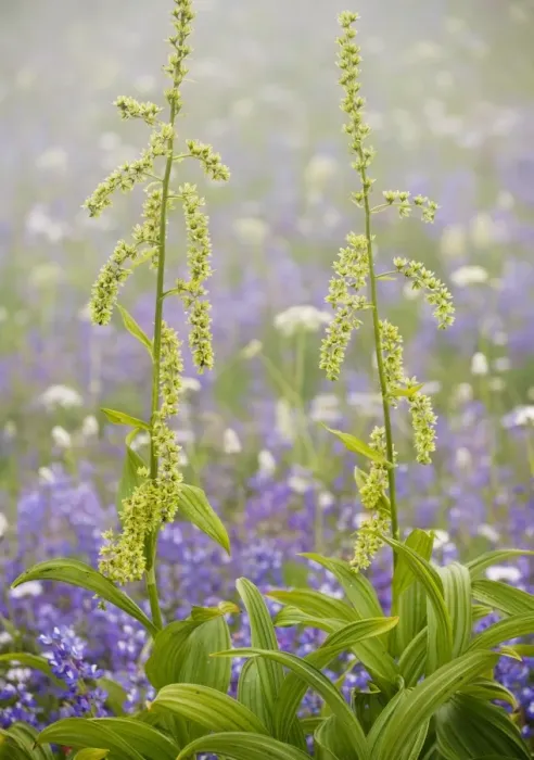 Framed Print : Green Corn Lily / Green False Hellebore - Mount Rainier National Park, Washington, USA, North America Framed Print : Green Corn Lily / Green False Hellebore - Mount Rainier National Park, Washington, USA, North America