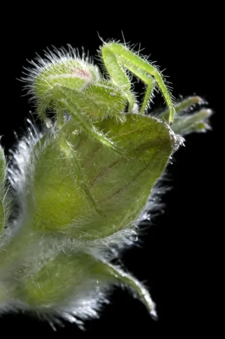 Framed Print : Green Crab Spider - on a Cistus - Italy