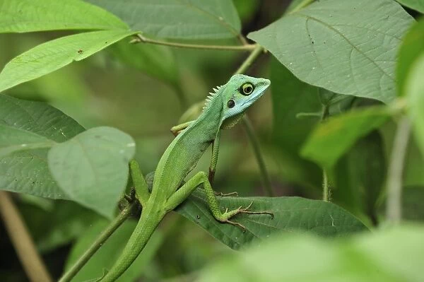 Green Crested Lizard - Cameron Highlands - West Malaysia