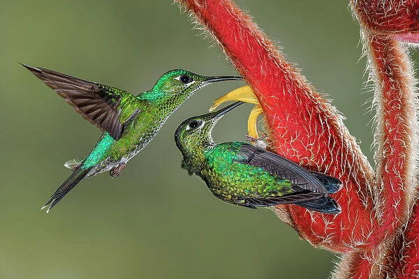 Green Crowned Brilliant hummingbird, Costa Rica Date: 18-03-2011