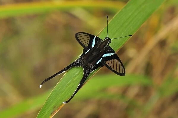 Green Dragontail - Gunung Leuser National Park - Northern Sumatra - Indonesia. Fm: Papilionidae