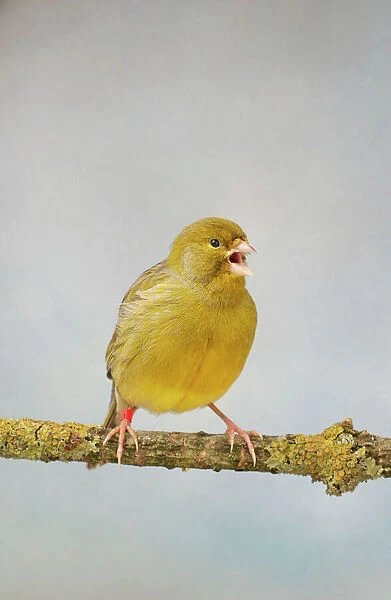 Green Fife Canary - front view singing, captive bred Bedfordshire UK