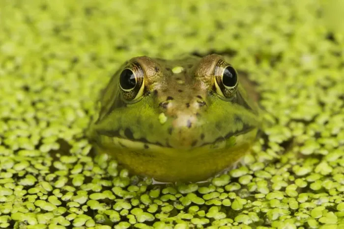 Framed Print : Green Frog - in duckweed - New York - USA