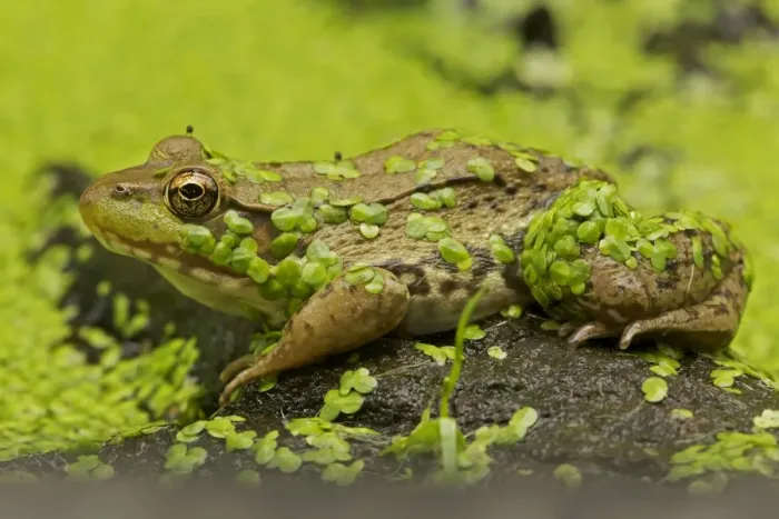 Framed Print : Green Frog - in duckweed - New York - USA Framed Print : Green Frog - in duckweed - New York - USA