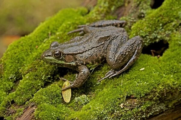 Green Frog - New York - USA