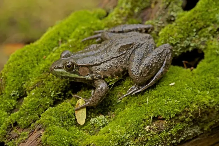 Framed Print : Green Frog - New York - USA Framed Print : Green Frog - New York - USA