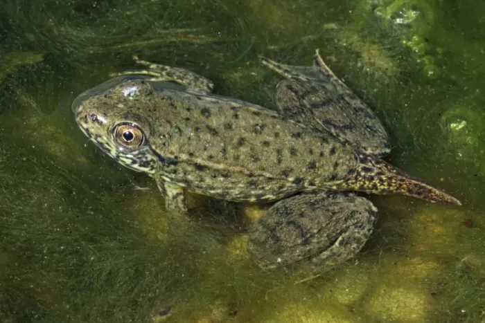Framed Print : Green Frog (Rana clamitans) - Nearly metamorphosed frog showing remnants of tadpole tail - New York - USA Framed Print : Green Frog (Rana clamitans) - Nearly metamorphosed frog showing remnants of tadpole tail - New York - USA
