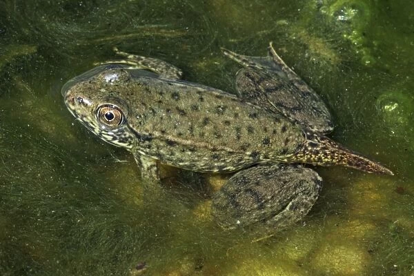 Green Frog (Rana clamitans) - Nearly metamorphosed frog showing remnants of tadpole tail - New York - USA