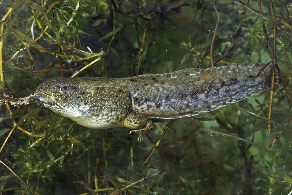 Green Frog Tadpole (Rana clamitans) - Intermediate stage tadpole with back legs- New York - USA