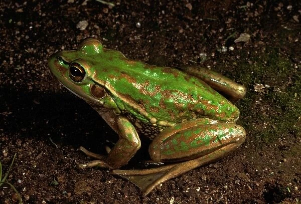 Green and golden bell frog - vulnerable species