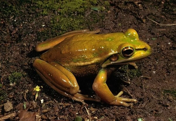 Green and golden bell frog - vulnerable species